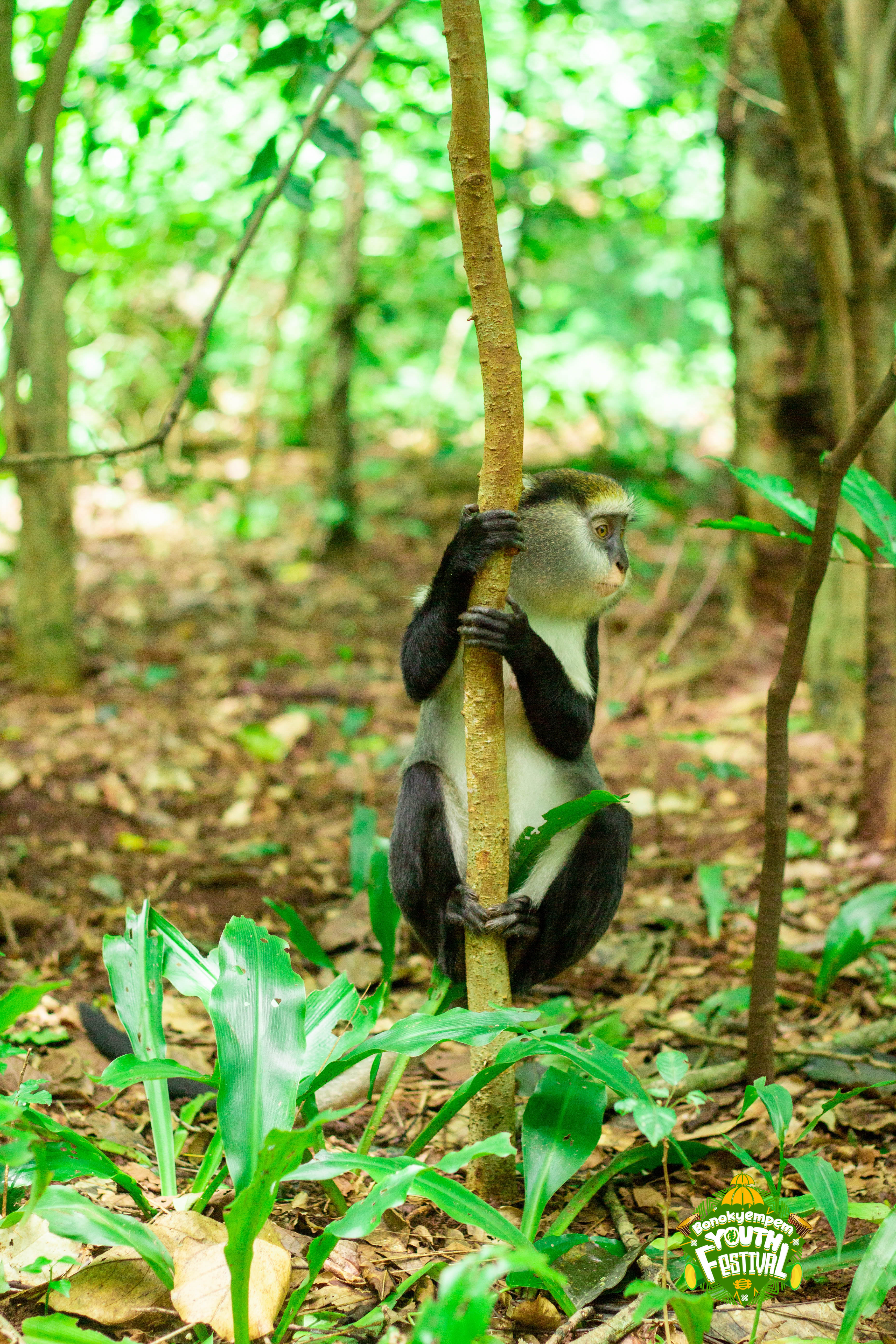 Bono Cultural Performance