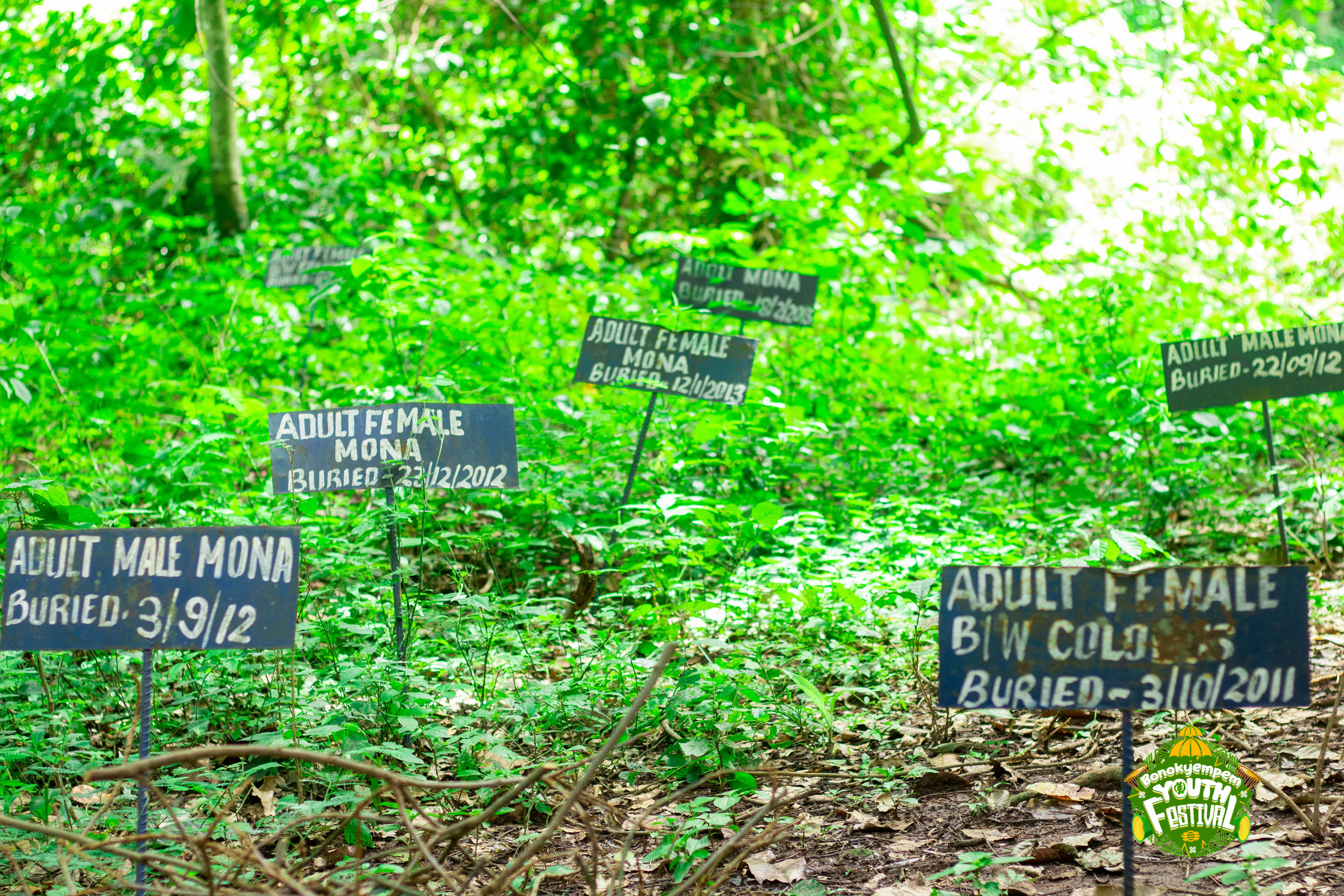 Bono Cultural Performance